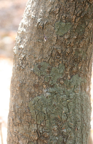  ( - BioBot01468)  @11 [ ] CreativeCommons - Attribution Non-Commercial Share-Alike (2010) Daniel H. Janzen Guanacaste Dry Forest Conservation Fund