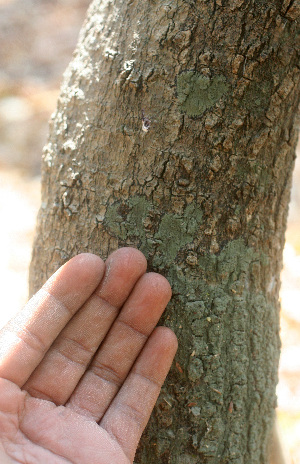  ( - BioBot01468)  @11 [ ] CreativeCommons - Attribution Non-Commercial Share-Alike (2010) Daniel H. Janzen Guanacaste Dry Forest Conservation Fund