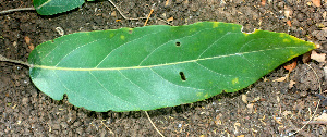  ( - BioBot01468)  @11 [ ] CreativeCommons - Attribution Non-Commercial Share-Alike (2010) Daniel H. Janzen Guanacaste Dry Forest Conservation Fund