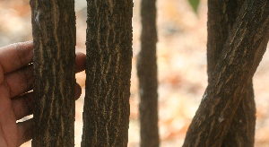  ( - BioBot01469)  @11 [ ] CreativeCommons - Attribution Non-Commercial Share-Alike (2010) Daniel H. Janzen Guanacaste Dry Forest Conservation Fund