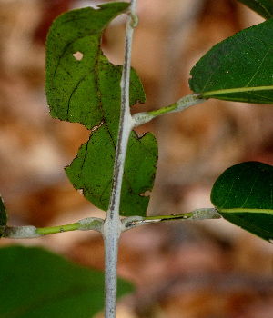  ( - BioBot01469)  @11 [ ] CreativeCommons - Attribution Non-Commercial Share-Alike (2010) Daniel H. Janzen Guanacaste Dry Forest Conservation Fund