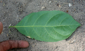  ( - BioBot01473)  @11 [ ] CreativeCommons - Attribution Non-Commercial Share-Alike (2010) Daniel H. Janzen Guanacaste Dry Forest Conservation Fund