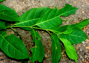  ( - BioBot01474)  @11 [ ] CreativeCommons - Attribution Non-Commercial Share-Alike (2010) Daniel H. Janzen Guanacaste Dry Forest Conservation Fund