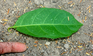 ( - BioBot01474)  @11 [ ] CreativeCommons - Attribution Non-Commercial Share-Alike (2010) Daniel H. Janzen Guanacaste Dry Forest Conservation Fund