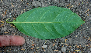  ( - BioBot01474)  @11 [ ] CreativeCommons - Attribution Non-Commercial Share-Alike (2010) Daniel H. Janzen Guanacaste Dry Forest Conservation Fund