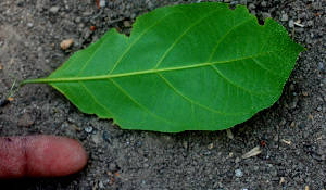  ( - BioBot01475)  @11 [ ] CreativeCommons - Attribution Non-Commercial Share-Alike (2010) Daniel H. Janzen Guanacaste Dry Forest Conservation Fund