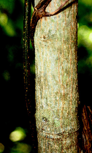  ( - BioBot01477)  @11 [ ] CreativeCommons - Attribution Non-Commercial Share-Alike (2010) Daniel H. Janzen Guanacaste Dry Forest Conservation Fund
