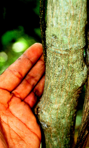  ( - BioBot01477)  @11 [ ] CreativeCommons - Attribution Non-Commercial Share-Alike (2010) Daniel H. Janzen Guanacaste Dry Forest Conservation Fund