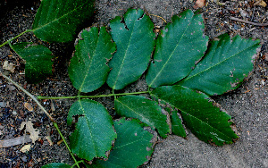  ( - BioBot01477)  @11 [ ] CreativeCommons - Attribution Non-Commercial Share-Alike (2010) Daniel H. Janzen Guanacaste Dry Forest Conservation Fund