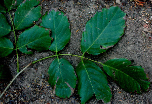  ( - BioBot01477)  @11 [ ] CreativeCommons - Attribution Non-Commercial Share-Alike (2010) Daniel H. Janzen Guanacaste Dry Forest Conservation Fund