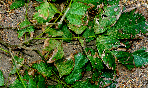  (Piscidia carthagenensis - BioBot01478)  @11 [ ] CreativeCommons - Attribution Non-Commercial Share-Alike (2010) Daniel H. Janzen Guanacaste Dry Forest Conservation Fund