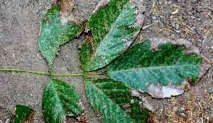  ( - BioBot01478)  @11 [ ] CreativeCommons - Attribution Non-Commercial Share-Alike (2010) Daniel H. Janzen Guanacaste Dry Forest Conservation Fund