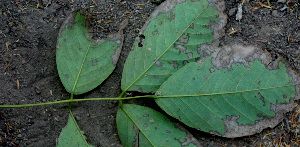  ( - BioBot01478)  @11 [ ] CreativeCommons - Attribution Non-Commercial Share-Alike (2010) Daniel H. Janzen Guanacaste Dry Forest Conservation Fund