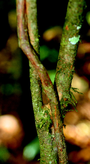  ( - BioBot01485)  @11 [ ] CreativeCommons - Attribution Non-Commercial Share-Alike (2010) Daniel H. Janzen Guanacaste Dry Forest Conservation Fund