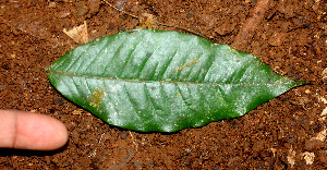  ( - BioBot01485)  @11 [ ] CreativeCommons - Attribution Non-Commercial Share-Alike (2010) Daniel H. Janzen Guanacaste Dry Forest Conservation Fund