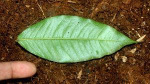  ( - BioBot01485)  @11 [ ] CreativeCommons - Attribution Non-Commercial Share-Alike (2010) Daniel H. Janzen Guanacaste Dry Forest Conservation Fund