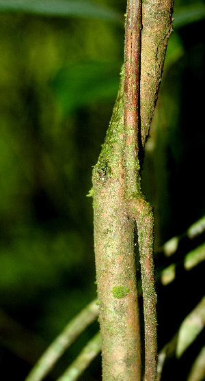  ( - BioBot01486)  @11 [ ] CreativeCommons - Attribution Non-Commercial Share-Alike (2010) Daniel H. Janzen Guanacaste Dry Forest Conservation Fund