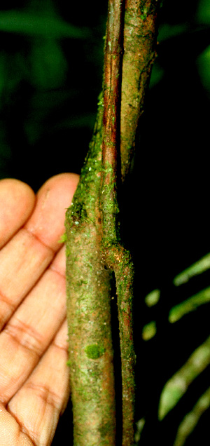  ( - BioBot01486)  @11 [ ] CreativeCommons - Attribution Non-Commercial Share-Alike (2010) Daniel H. Janzen Guanacaste Dry Forest Conservation Fund