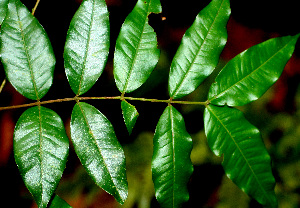  ( - BioBot01486)  @11 [ ] CreativeCommons - Attribution Non-Commercial Share-Alike (2010) Daniel H. Janzen Guanacaste Dry Forest Conservation Fund