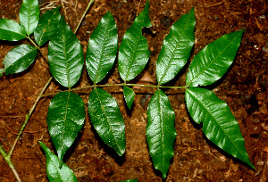  ( - BioBot01486)  @11 [ ] CreativeCommons - Attribution Non-Commercial Share-Alike (2010) Daniel H. Janzen Guanacaste Dry Forest Conservation Fund