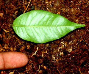  ( - BioBot01486)  @11 [ ] CreativeCommons - Attribution Non-Commercial Share-Alike (2010) Daniel H. Janzen Guanacaste Dry Forest Conservation Fund