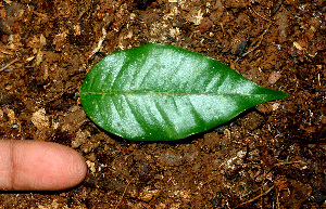  ( - BioBot01486)  @11 [ ] CreativeCommons - Attribution Non-Commercial Share-Alike (2010) Daniel H. Janzen Guanacaste Dry Forest Conservation Fund