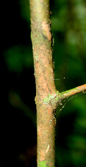  ( - BioBot01487)  @11 [ ] CreativeCommons - Attribution Non-Commercial Share-Alike (2010) Daniel H. Janzen Guanacaste Dry Forest Conservation Fund