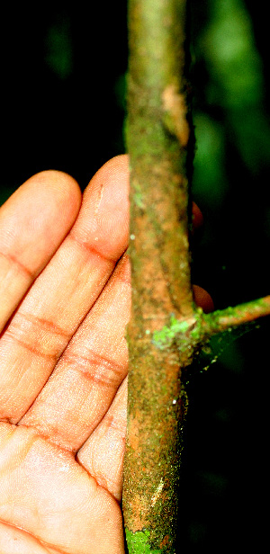  ( - BioBot01487)  @11 [ ] CreativeCommons - Attribution Non-Commercial Share-Alike (2010) Daniel H. Janzen Guanacaste Dry Forest Conservation Fund