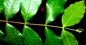  ( - BioBot01487)  @11 [ ] CreativeCommons - Attribution Non-Commercial Share-Alike (2010) Daniel H. Janzen Guanacaste Dry Forest Conservation Fund