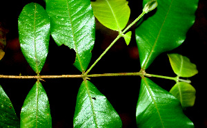  ( - BioBot01487)  @11 [ ] CreativeCommons - Attribution Non-Commercial Share-Alike (2010) Daniel H. Janzen Guanacaste Dry Forest Conservation Fund