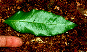  ( - BioBot01487)  @11 [ ] CreativeCommons - Attribution Non-Commercial Share-Alike (2010) Daniel H. Janzen Guanacaste Dry Forest Conservation Fund