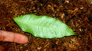  ( - BioBot01487)  @11 [ ] CreativeCommons - Attribution Non-Commercial Share-Alike (2010) Daniel H. Janzen Guanacaste Dry Forest Conservation Fund