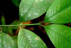  (Garcinia madruno - BioBot01488)  @11 [ ] CreativeCommons - Attribution Non-Commercial Share-Alike (2010) Daniel H. Janzen Guanacaste Dry Forest Conservation Fund