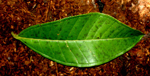  ( - BioBot01486)  @11 [ ] CreativeCommons - Attribution Non-Commercial Share-Alike (2010) Daniel H. Janzen Guanacaste Dry Forest Conservation Fund