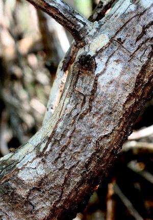  (Pelliciera rhizophorae - BioBot01508)  @11 [ ] CreativeCommons - Attribution Non-Commercial Share-Alike (2010) Daniel H. Janzen Guanacaste Dry Forest Conservation Fund