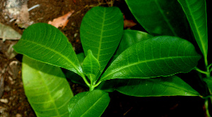  ( - BioBot01515)  @11 [ ] CreativeCommons - Attribution Non-Commercial Share-Alike (2010) Daniel H. Janzen Guanacaste Dry Forest Conservation Fund