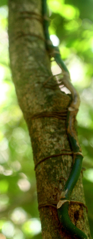  (Monstera adansonii - BioBot01524)  @11 [ ] CreativeCommons - Attribution Non-Commercial Share-Alike (2010) Daniel H. Janzen Guanacaste Dry Forest Conservation Fund