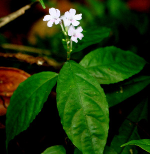  ( - BioBot01542)  @11 [ ] CreativeCommons - Attribution Non-Commercial Share-Alike (2010) Daniel H. Janzen Guanacaste Dry Forest Conservation Fund