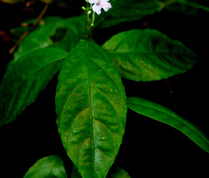  ( - BioBot01542)  @11 [ ] CreativeCommons - Attribution Non-Commercial Share-Alike (2010) Daniel H. Janzen Guanacaste Dry Forest Conservation Fund