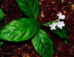  ( - BioBot01542)  @11 [ ] CreativeCommons - Attribution Non-Commercial Share-Alike (2010) Daniel H. Janzen Guanacaste Dry Forest Conservation Fund