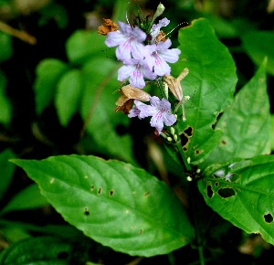  ( - BioBot01543)  @11 [ ] CreativeCommons - Attribution Non-Commercial Share-Alike (2010) Daniel H. Janzen Guanacaste Dry Forest Conservation Fund