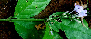  ( - BioBot01543)  @11 [ ] CreativeCommons - Attribution Non-Commercial Share-Alike (2010) Daniel H. Janzen Guanacaste Dry Forest Conservation Fund