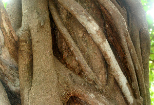  ( - BioBot01559)  @11 [ ] CreativeCommons - Attribution Non-Commercial Share-Alike (2010) Daniel H. Janzen Guanacaste Dry Forest Conservation Fund