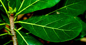  ( - BioBot01559)  @11 [ ] CreativeCommons - Attribution Non-Commercial Share-Alike (2010) Daniel H. Janzen Guanacaste Dry Forest Conservation Fund