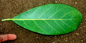  ( - BioBot01559)  @11 [ ] CreativeCommons - Attribution Non-Commercial Share-Alike (2010) Daniel H. Janzen Guanacaste Dry Forest Conservation Fund