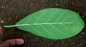  ( - BioBot01559)  @11 [ ] CreativeCommons - Attribution Non-Commercial Share-Alike (2010) Daniel H. Janzen Guanacaste Dry Forest Conservation Fund