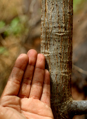  ( - BioBot01560)  @11 [ ] CreativeCommons - Attribution Non-Commercial Share-Alike (2010) Daniel H. Janzen Guanacaste Dry Forest Conservation Fund