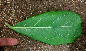  ( - BioBot01560)  @11 [ ] CreativeCommons - Attribution Non-Commercial Share-Alike (2010) Daniel H. Janzen Guanacaste Dry Forest Conservation Fund
