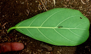  ( - BioBot01560)  @11 [ ] CreativeCommons - Attribution Non-Commercial Share-Alike (2010) Daniel H. Janzen Guanacaste Dry Forest Conservation Fund