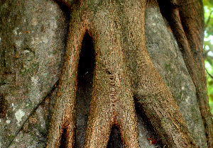  ( - BioBot01561)  @11 [ ] CreativeCommons - Attribution Non-Commercial Share-Alike (2010) Daniel H. Janzen Guanacaste Dry Forest Conservation Fund